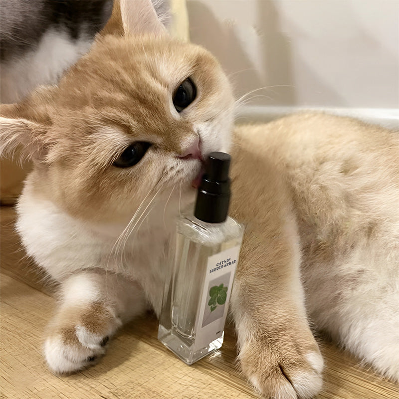 🔥Hot Sale - 49% OFF🐱Catnip Liquid Spray